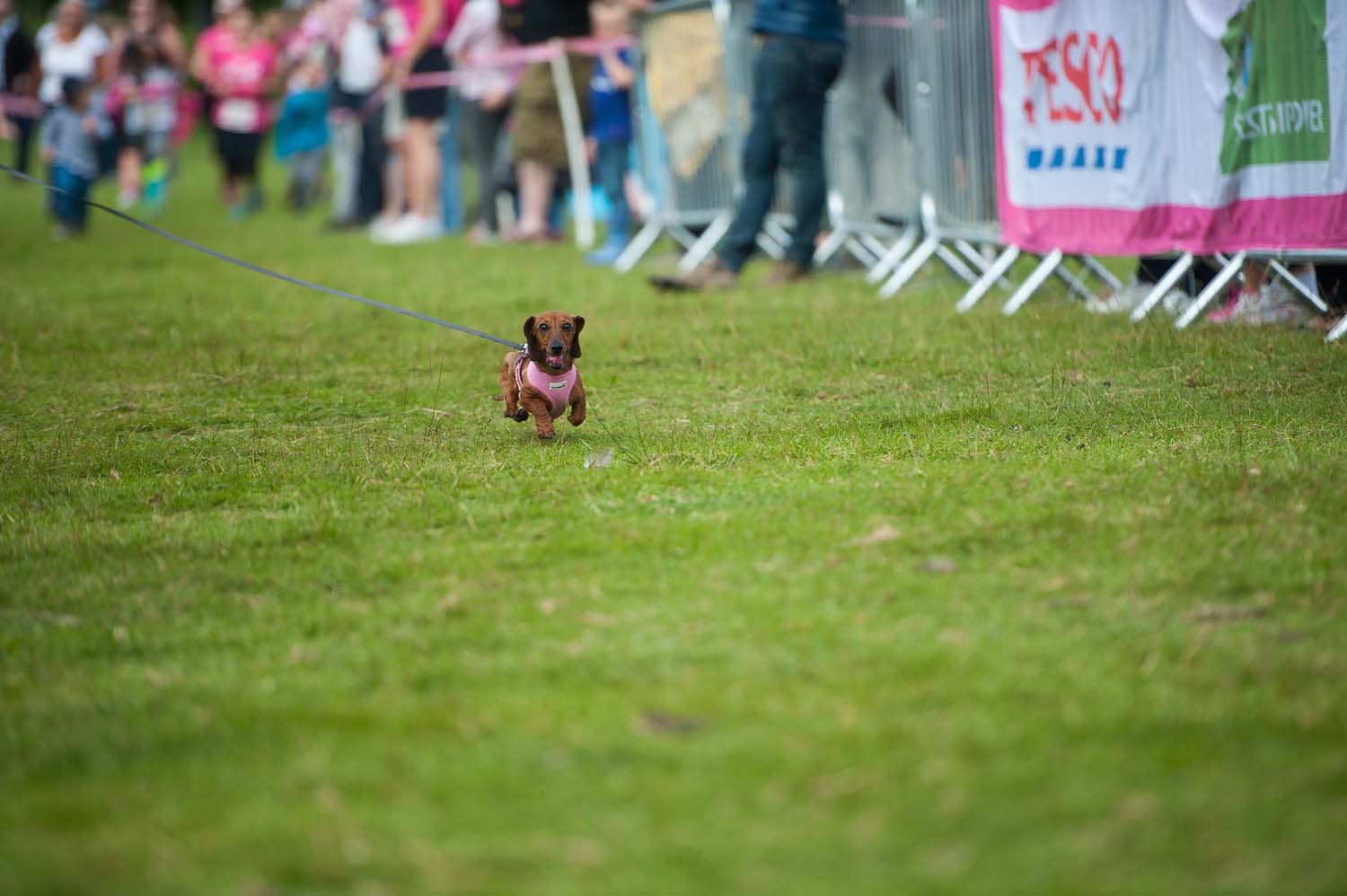 Race_for_Life_2016_NIK_3529