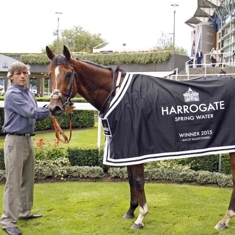 ascot horse