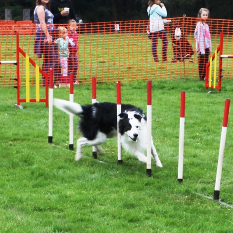 dog pinewoods open harrogate