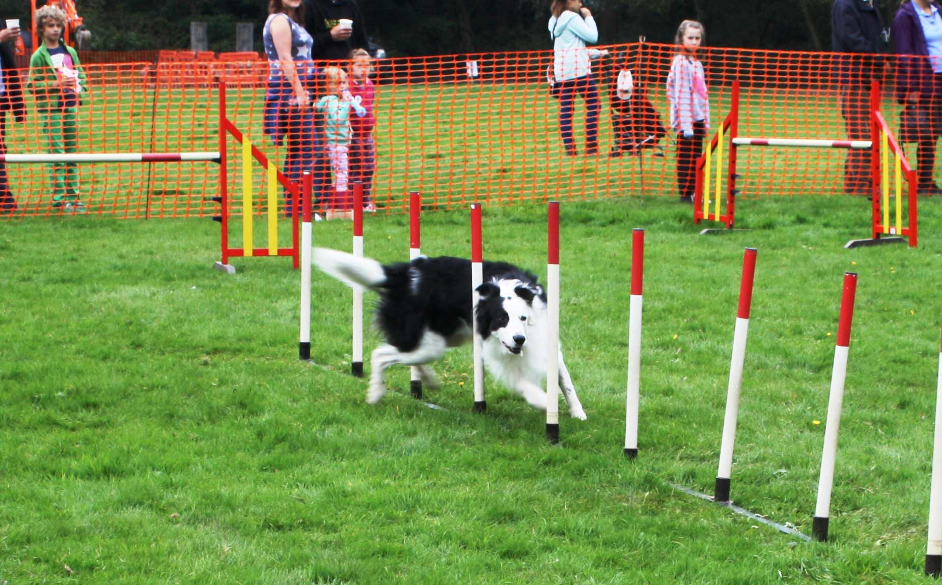 dog pinewoods open harrogate