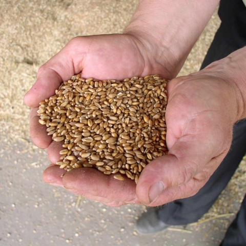 wheat