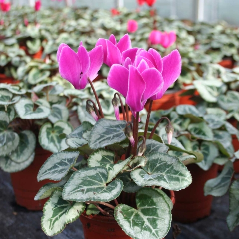 cyclamen
