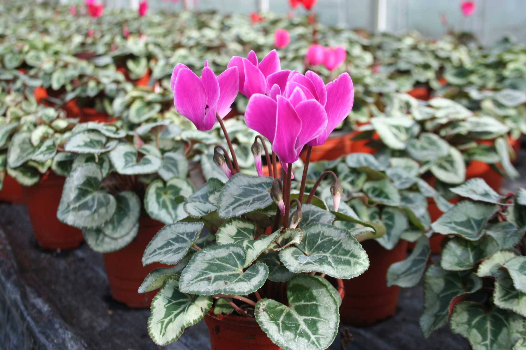 cyclamen