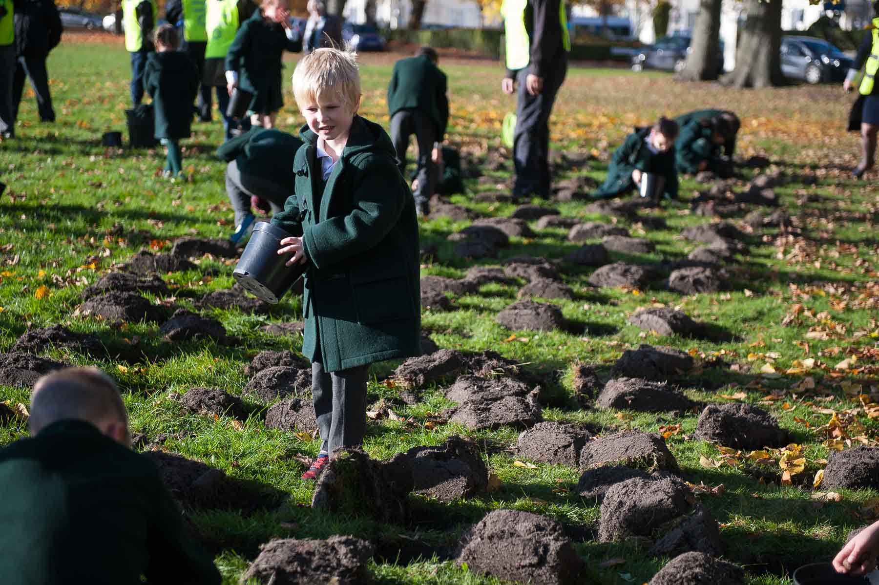 crocus-planting