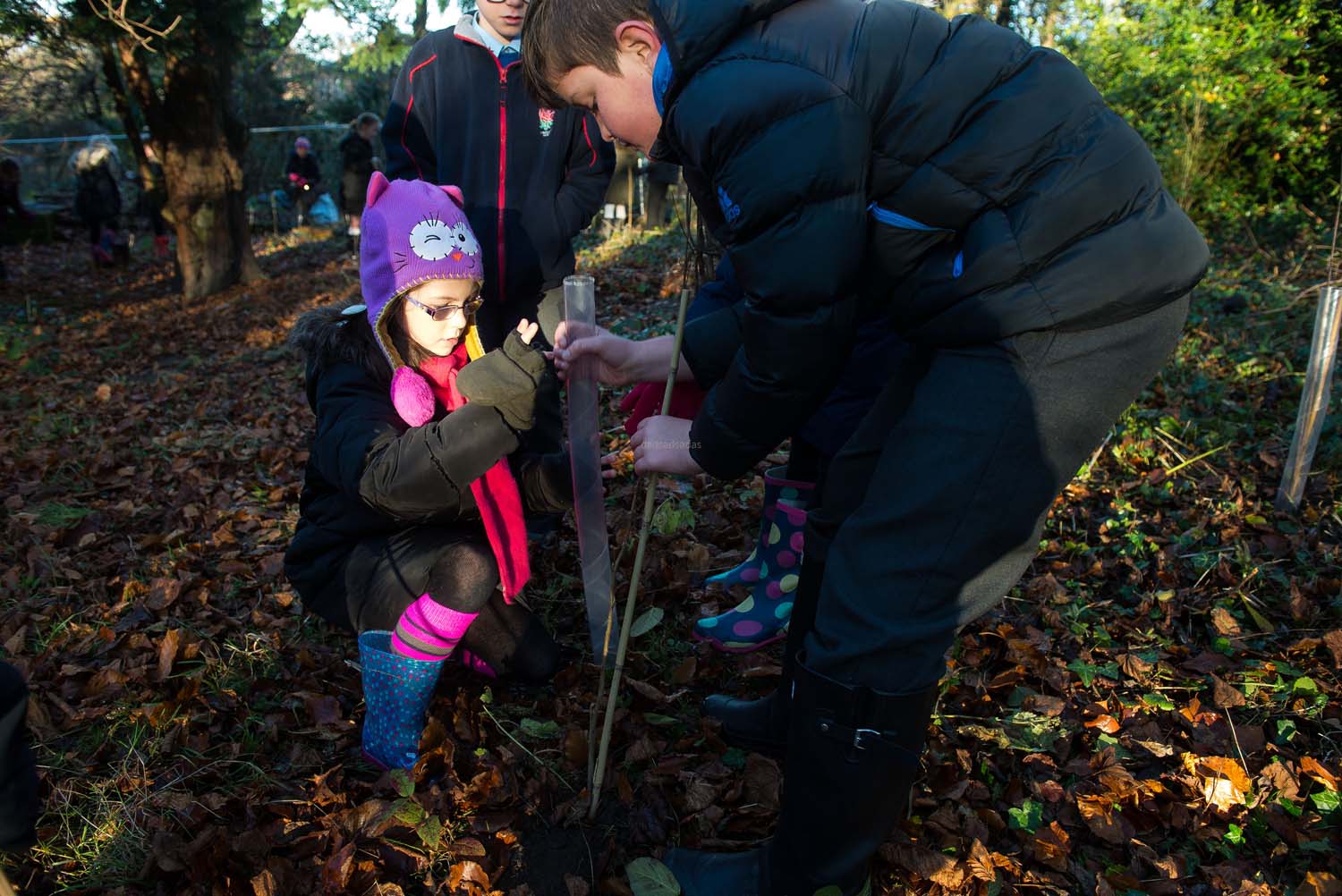 harrogate_tree_plant_013