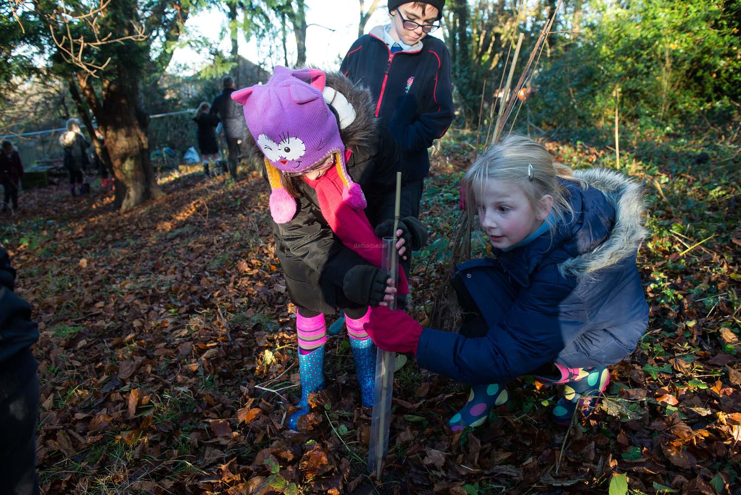 harrogate_tree_plant_014