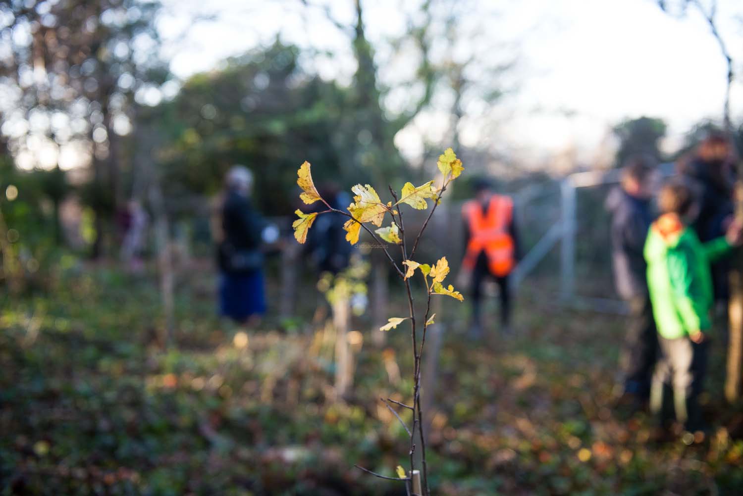 harrogate_tree_plant_015