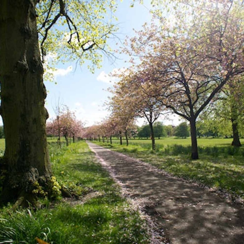 Harrogate Stray