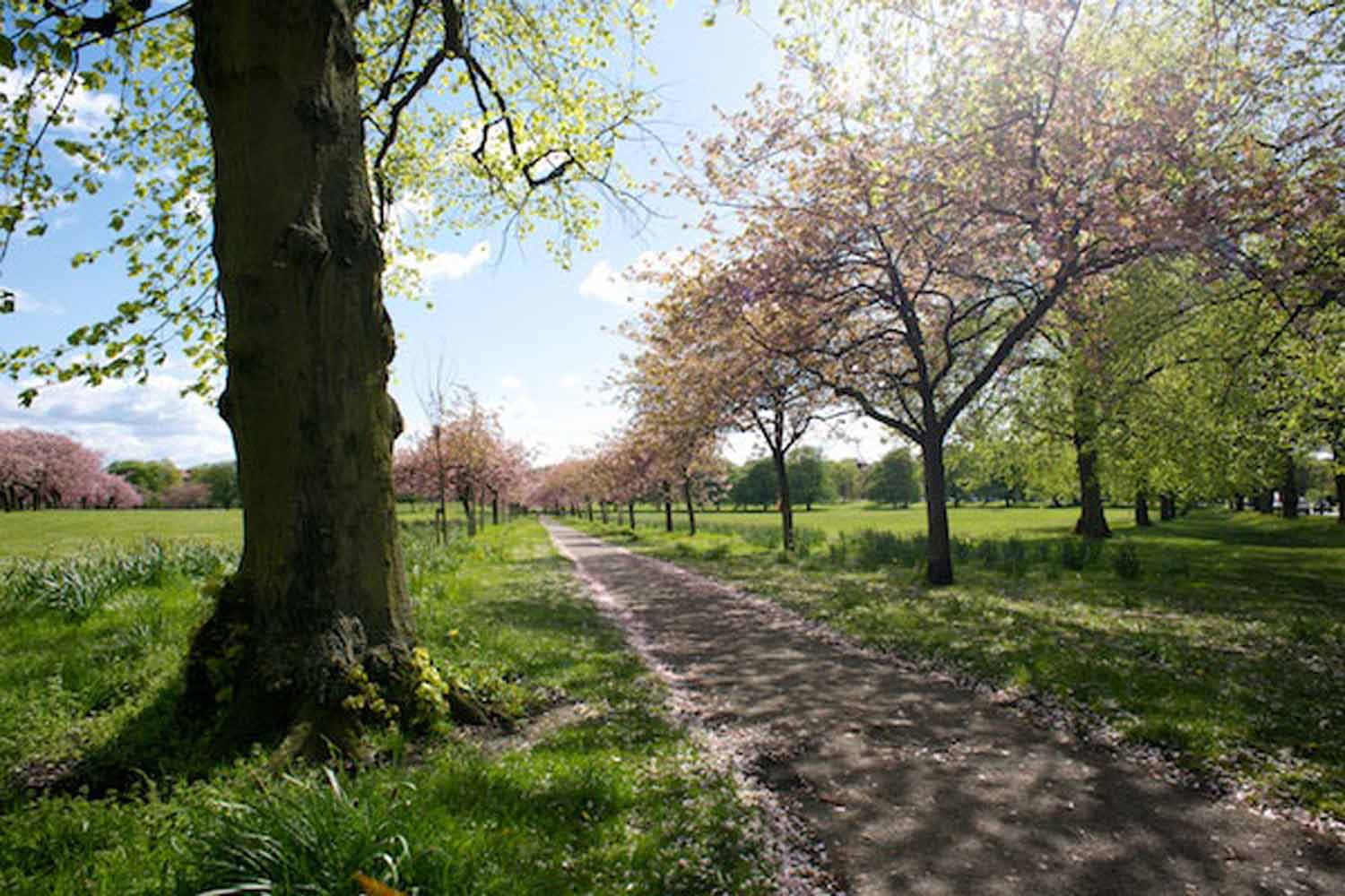 Harrogate Stray