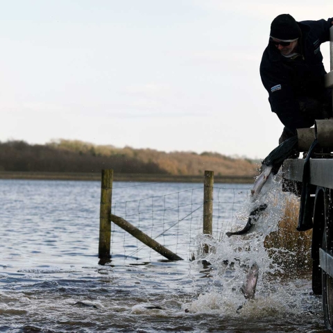 Trout treat for anglers as 6,500 fish added to Fewston reservoir