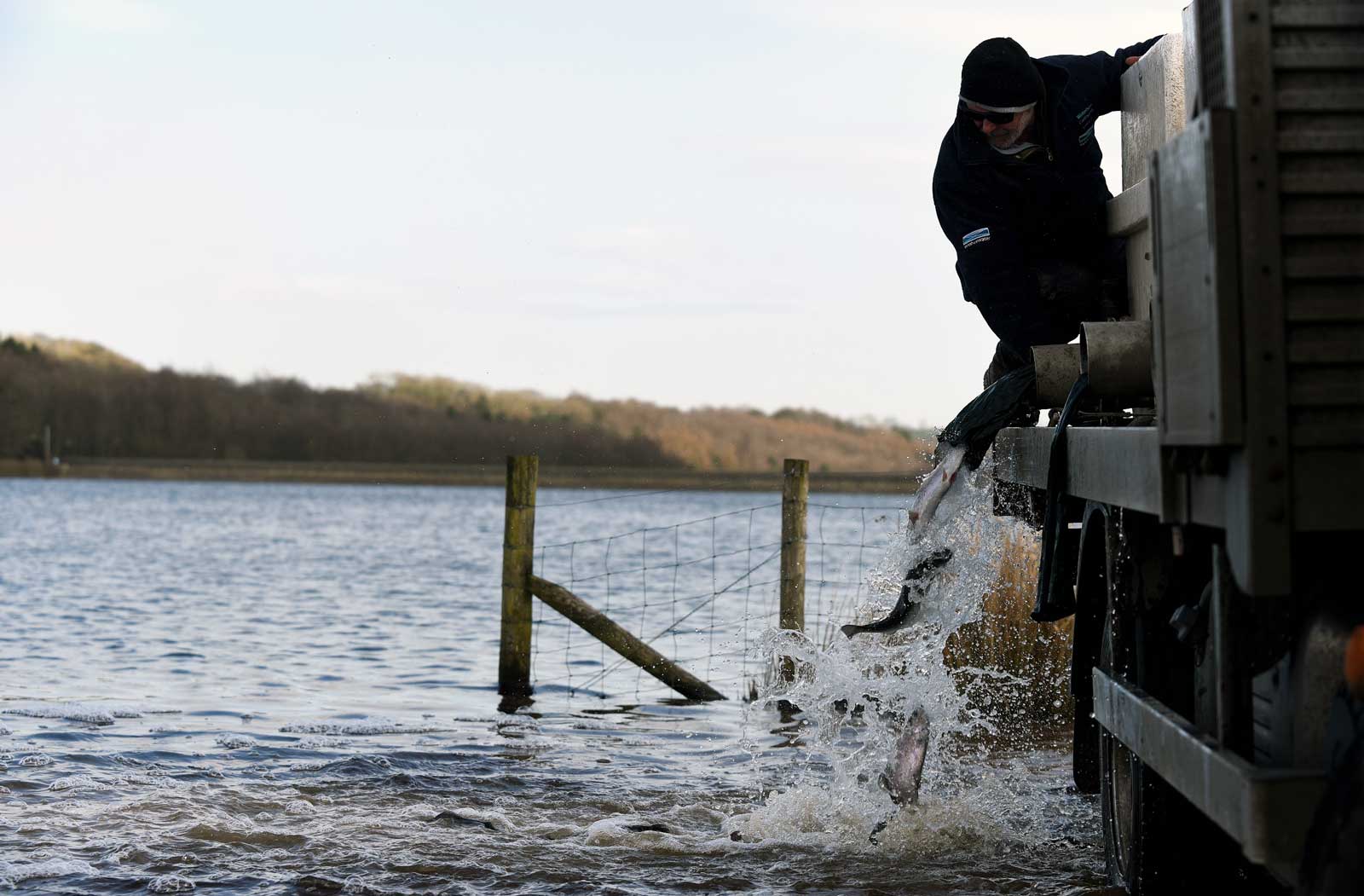 Trout treat for anglers as 6,500 fish added to Fewston reservoir