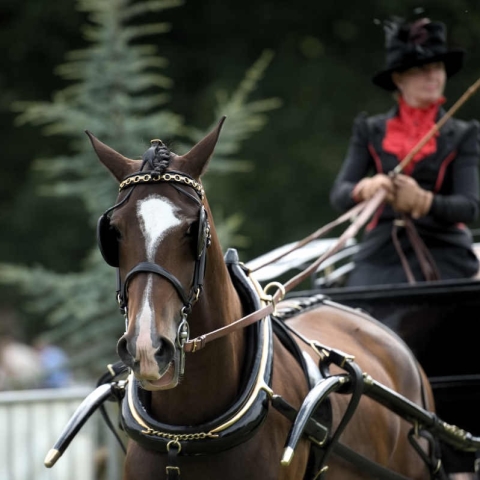 Aldborough and Boroughbridge Show 2017