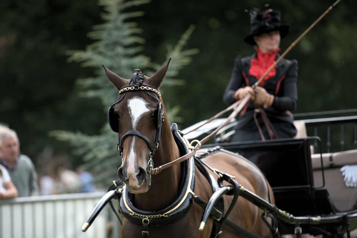 Aldborough and Boroughbridge Show 2017