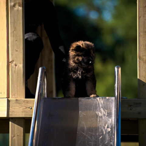 The latest K9 recruit takes on the slide