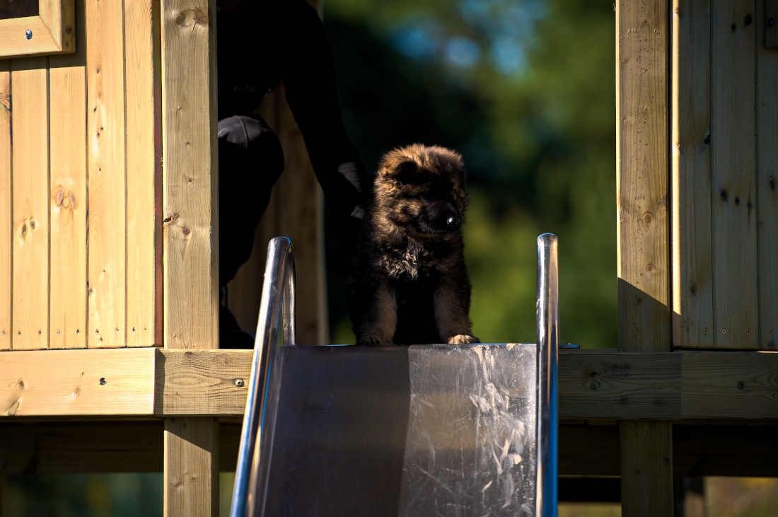 The latest K9 recruit takes on the slide