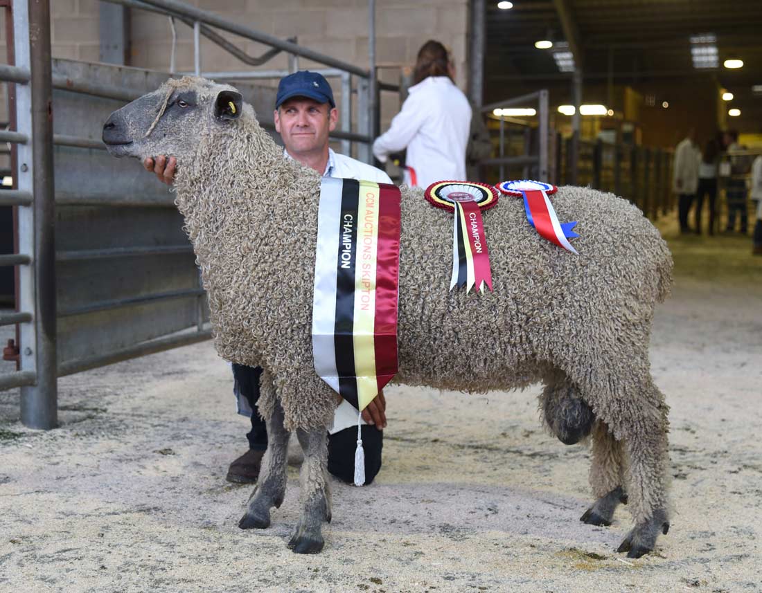 Andrew Fisher is pictured with his 2017 Skipton Wensleydale supreme champion