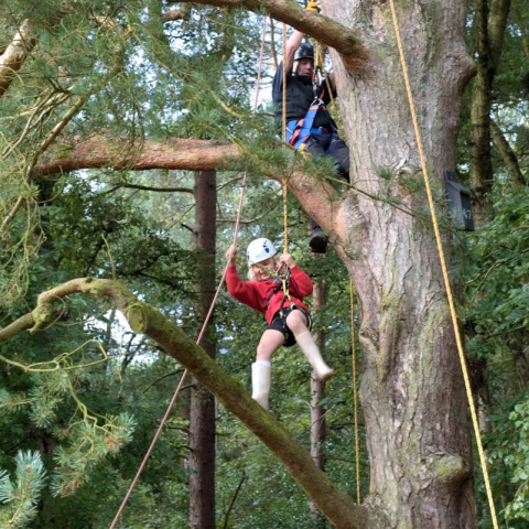 Tree Climbing in Pinewoods