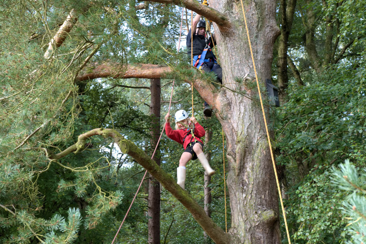 Tree Climbing in Pinewoods