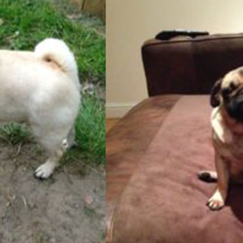 Beloved family dogs stolen in Huby burglary
