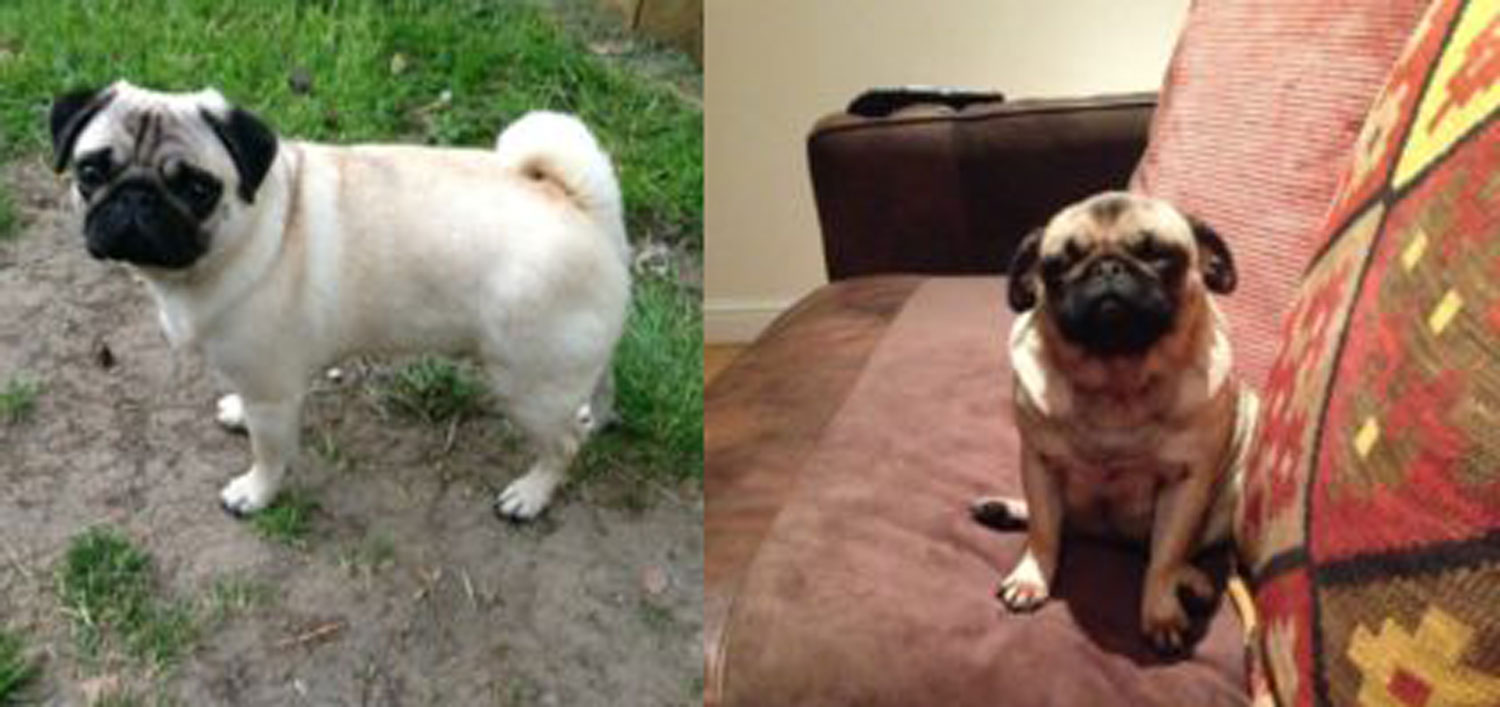 Beloved family dogs stolen in Huby burglary