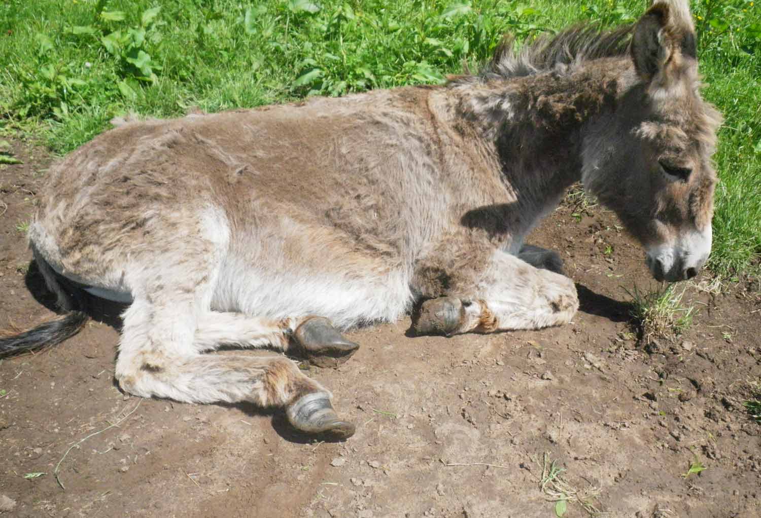 Harrogate Courts give life animal ban for man who neglected donkeys