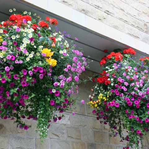 Harrogate in Bloom