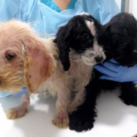 Olive (left) and Emmy (middle), and one male, who has been named Gus (right) – were found by a member of the public on a bridle track off Deerstone Ridge on Sunday morning (6 May).