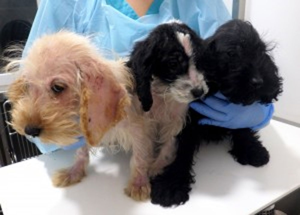 Olive (left) and Emmy (middle), and one male, who has been named Gus (right) – were found by a member of the public on a bridle track off Deerstone Ridge on Sunday morning (6 May).