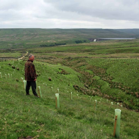 10,000 trees planted at High Woodale Farm in upper Nidderdale to improve wildlife habitat