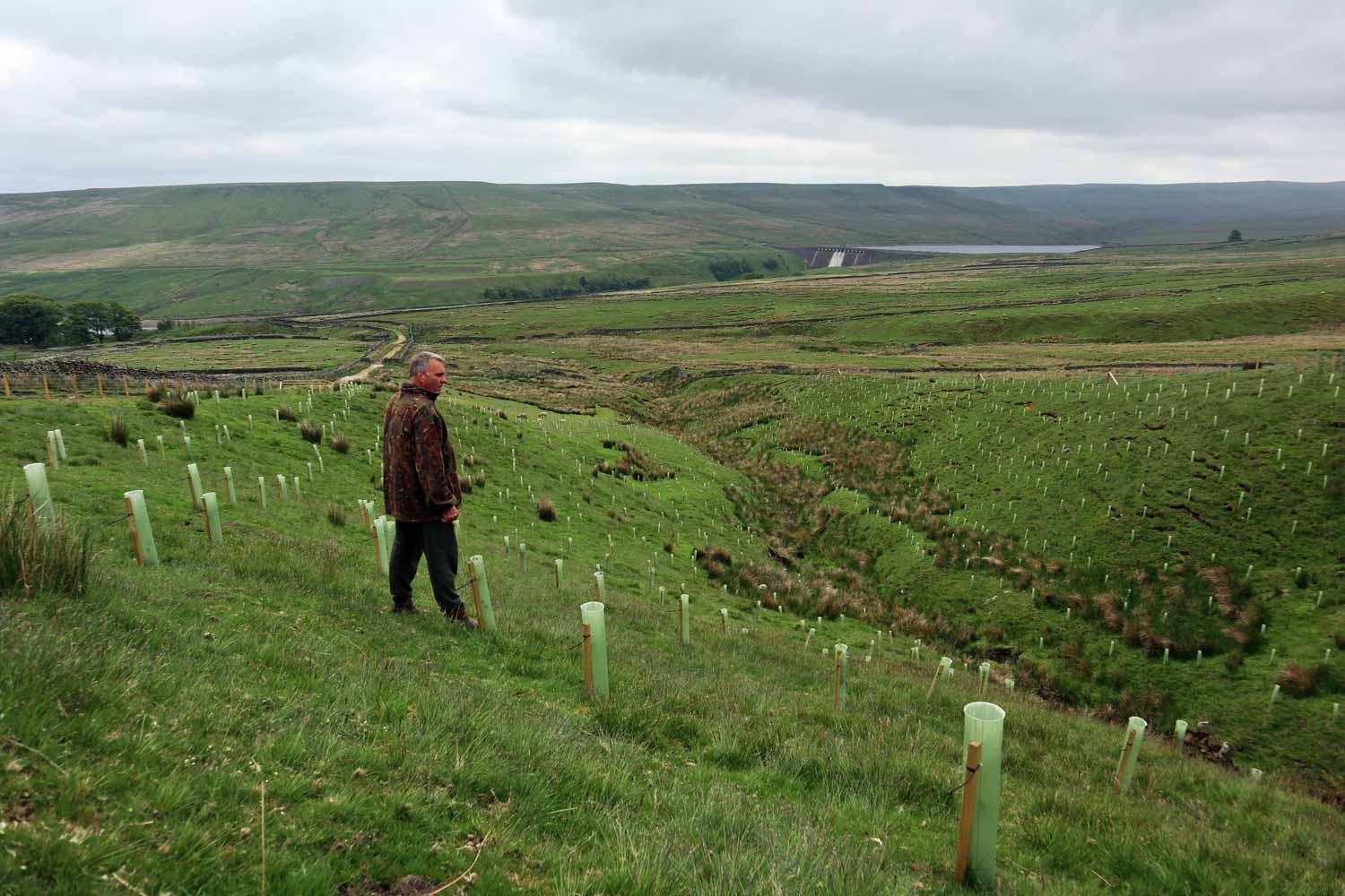 10,000 trees planted at High Woodale Farm in upper Nidderdale to improve wildlife habitat