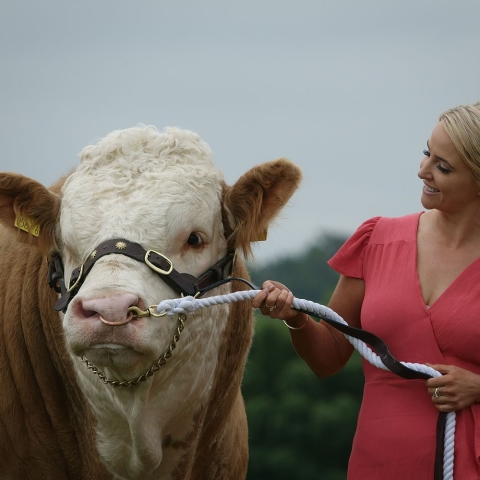 Lizzie Jones meeting British Simmental bull