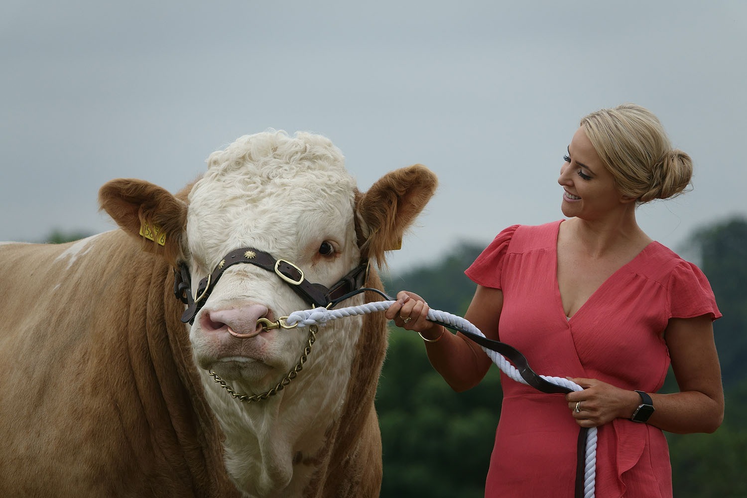 Lizzie Jones meeting British Simmental bull