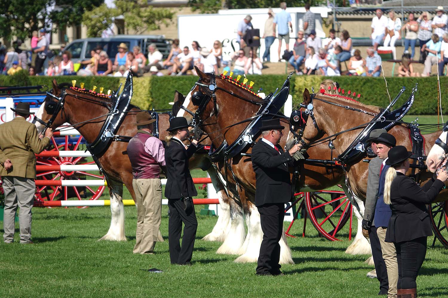 Great Yorkshire Show 2018