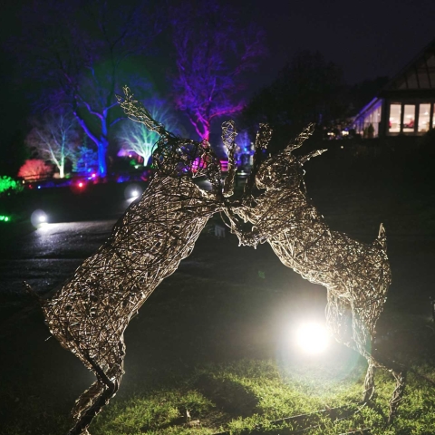 RHS Garden Harlow Carr’s Glow Winter Illuminations 2018