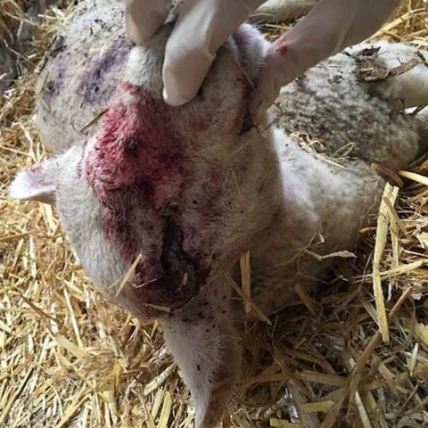 lamb