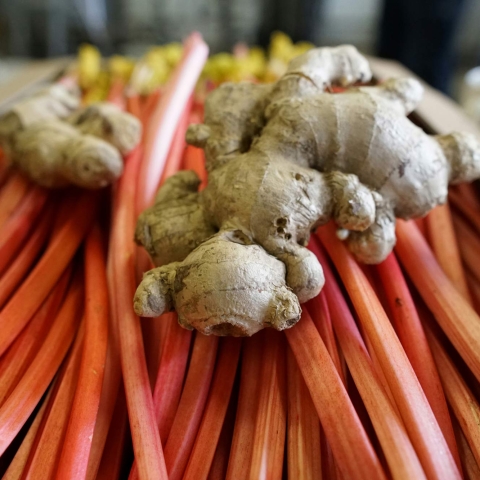 The rhubarb and ginger that will flavour the beer