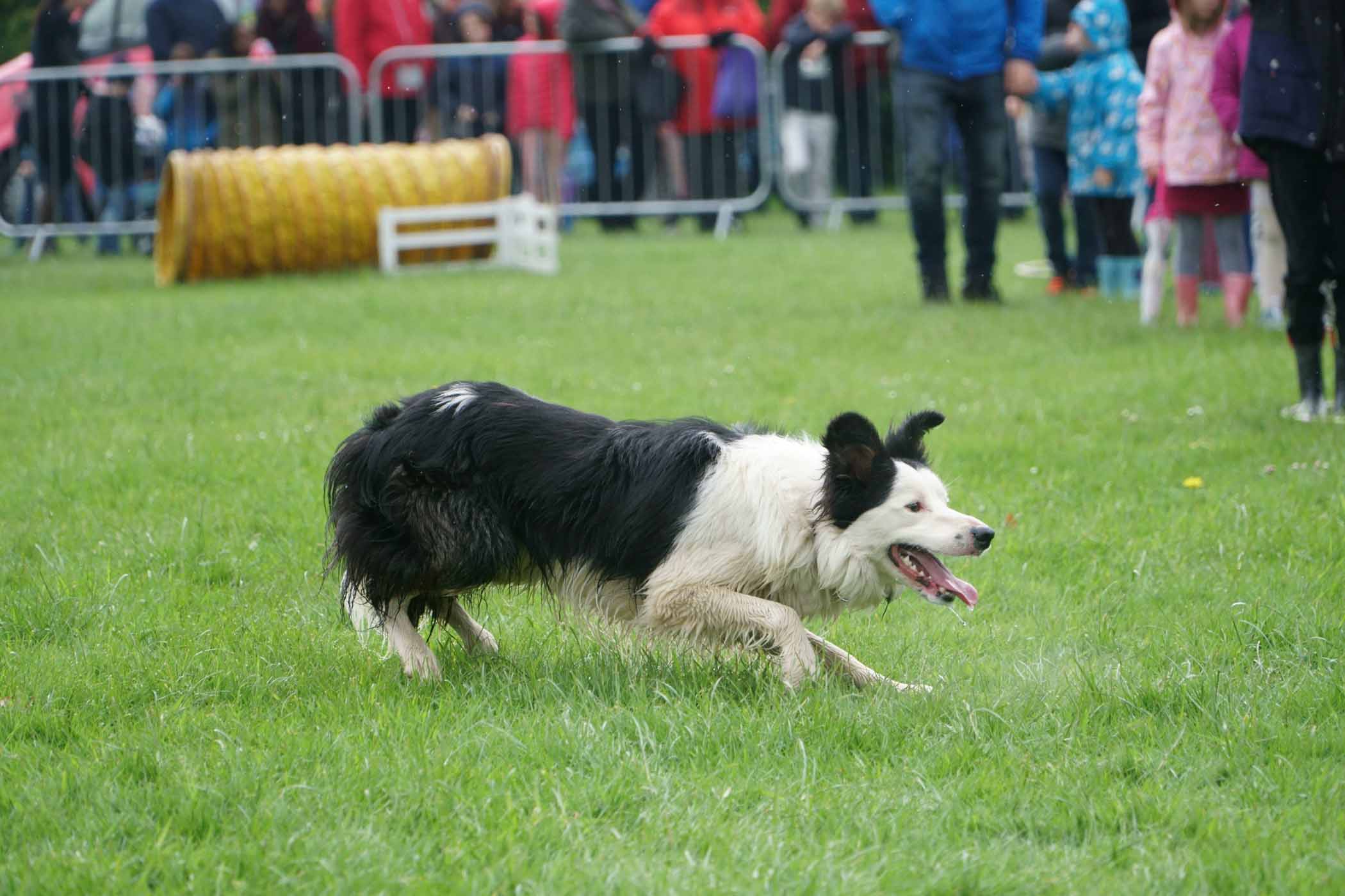 Bilton Gala 2019 Harrogate