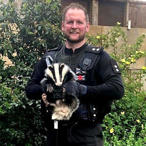 Insp Kevin Kelly with a badger that was detached from its mum and is currently being rehabilitated