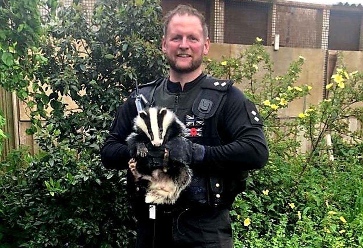 Insp Kevin Kelly with a badger that was detached from its mum and is currently being rehabilitated
