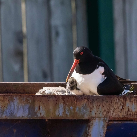 The oystercatcher with the chick on the skip