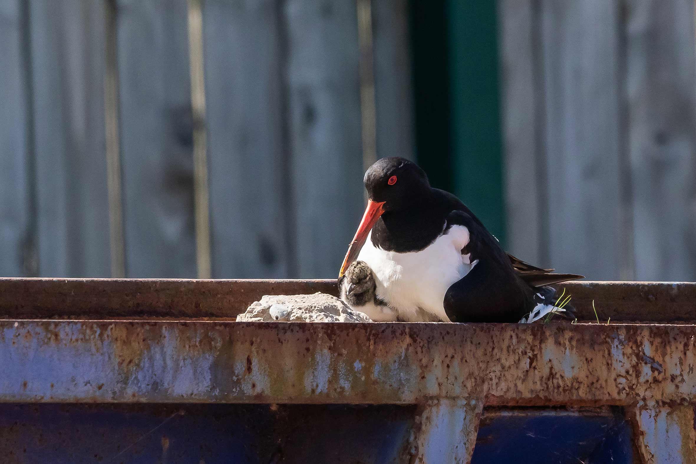 The oystercatcher with the chick on the skip