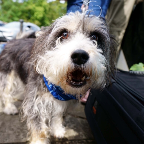 Alzheimers society memory walk knaresborough 2019