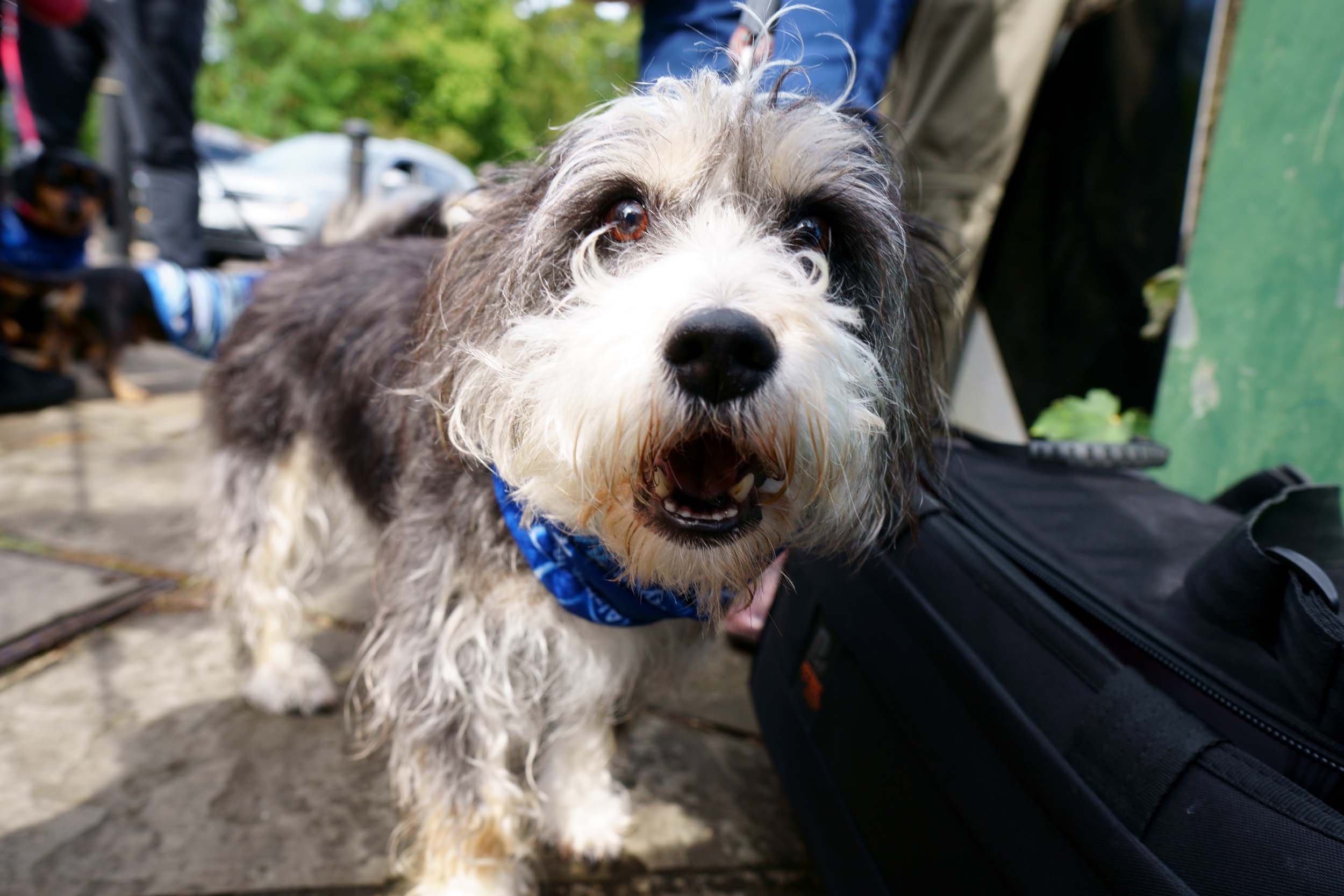 Alzheimers society memory walk knaresborough 2019