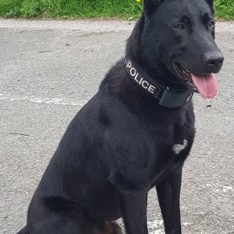 PD Bobby