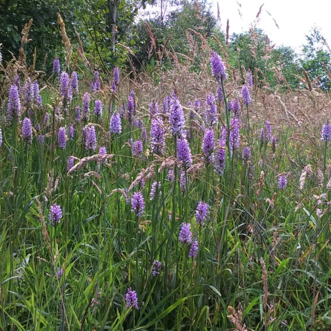 pinewoods, harrogate