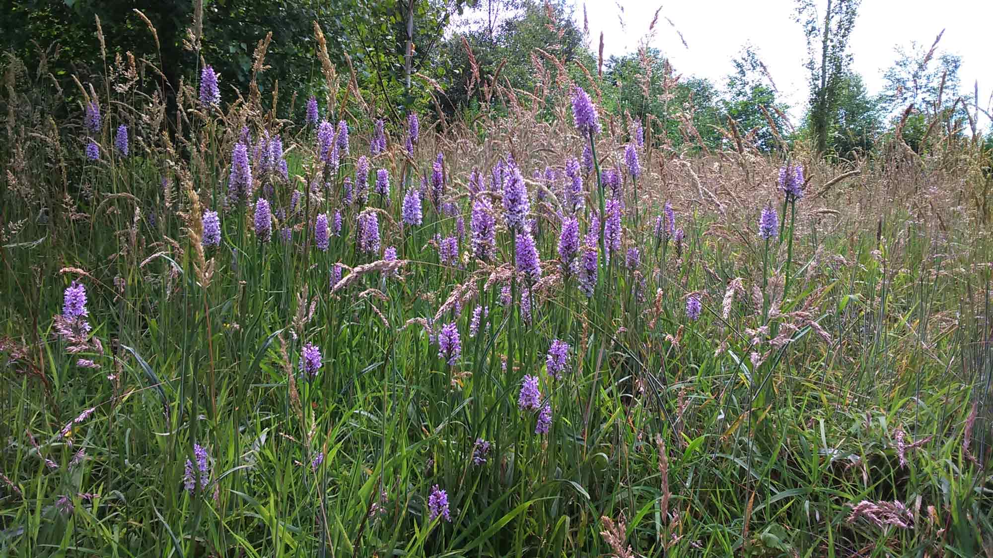 pinewoods, harrogate