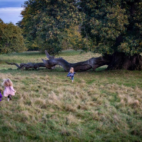 Studely Royal Deer Park