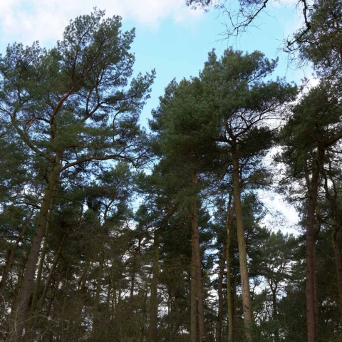 Harrogate Green Party rotary woods