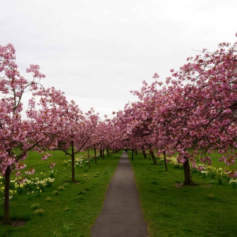 Harrogate Stray blossom