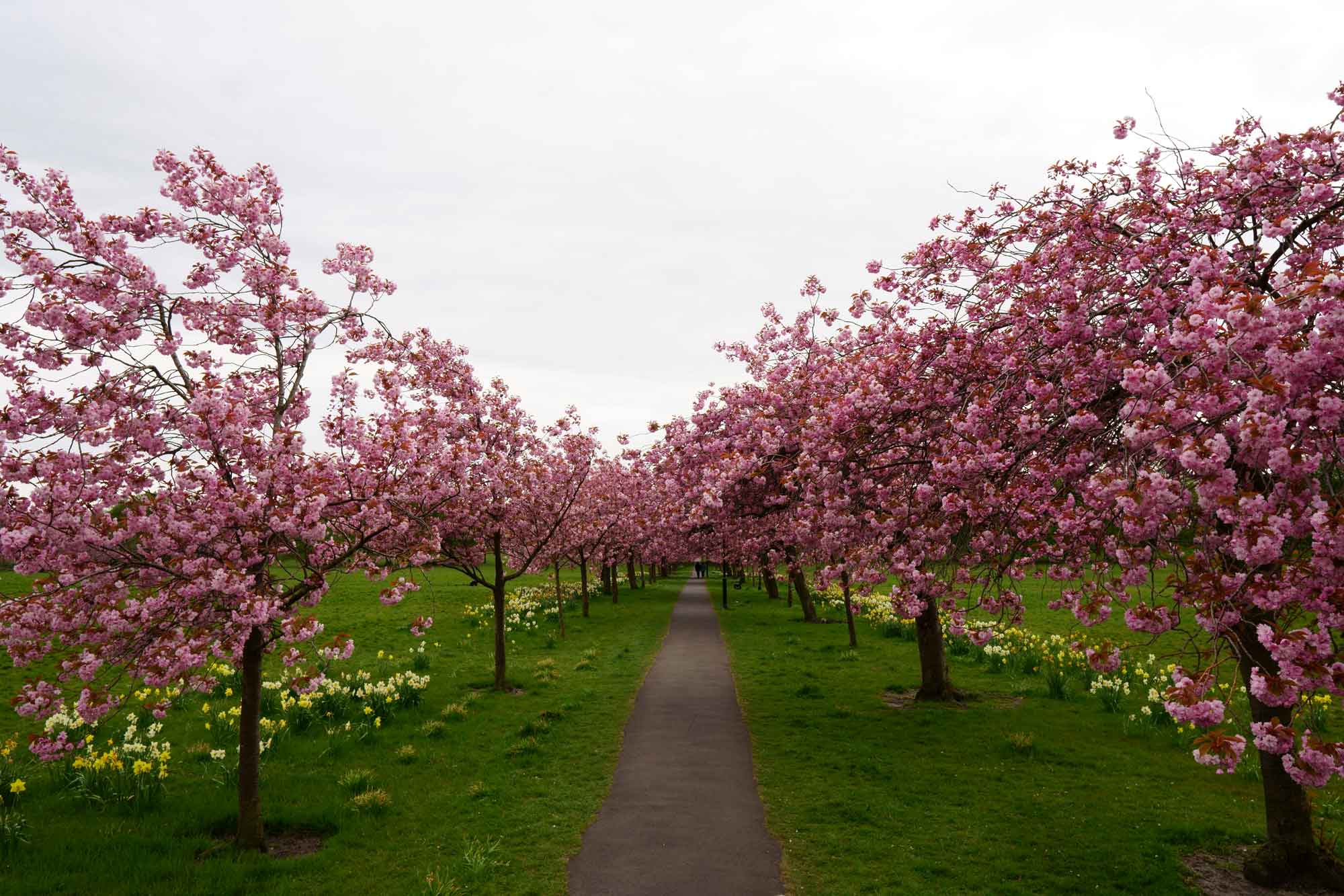 Harrogate Stray blossom